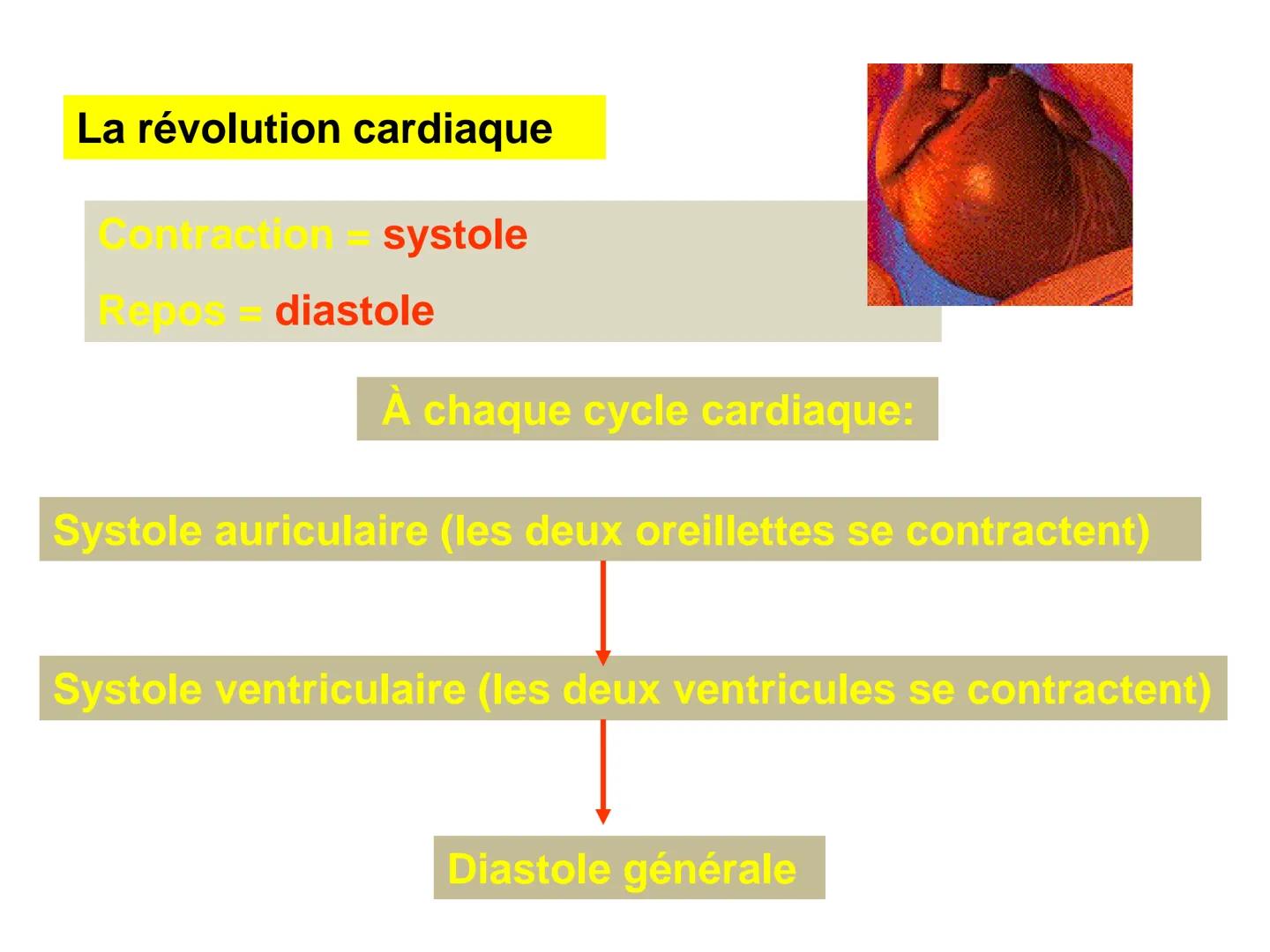 LE CŒUR ET LA CIRCULATION SANGUINE
CHAPITRE I: ORGANISATION GENERALE DU
SYSTEME CARDIO-VASCULAIRE
CHAPITRE II : FONCTIONNEMENT DU CŒUR.
CHAP