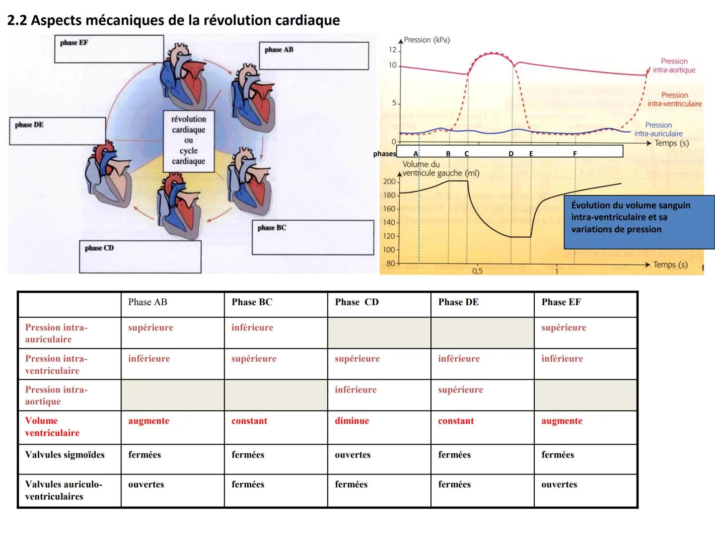 LE CŒUR ET LA CIRCULATION SANGUINE
CHAPITRE I: ORGANISATION GENERALE DU
SYSTEME CARDIO-VASCULAIRE
CHAPITRE II : FONCTIONNEMENT DU CŒUR.
CHAP