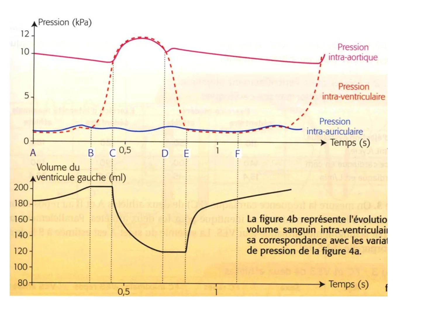 LE CŒUR ET LA CIRCULATION SANGUINE
CHAPITRE I: ORGANISATION GENERALE DU
SYSTEME CARDIO-VASCULAIRE
CHAPITRE II : FONCTIONNEMENT DU CŒUR.
CHAP