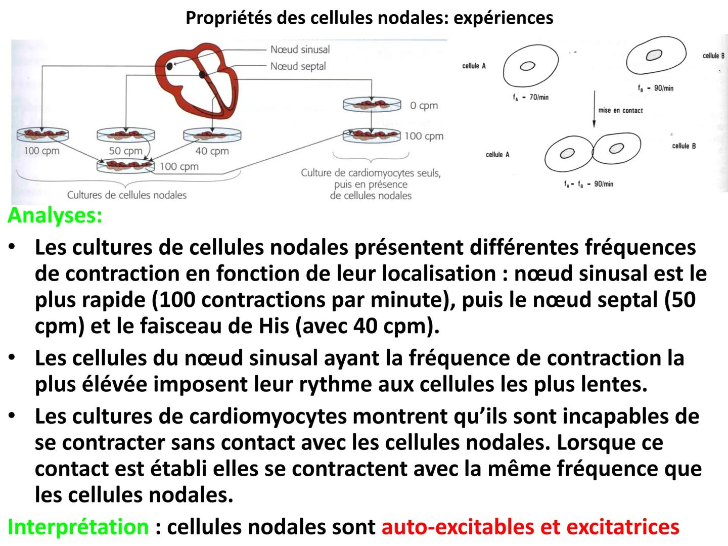 LE CŒUR ET LA CIRCULATION SANGUINE
CHAPITRE I: ORGANISATION GENERALE DU
SYSTEME CARDIO-VASCULAIRE
CHAPITRE II : FONCTIONNEMENT DU CŒUR.
CHAP