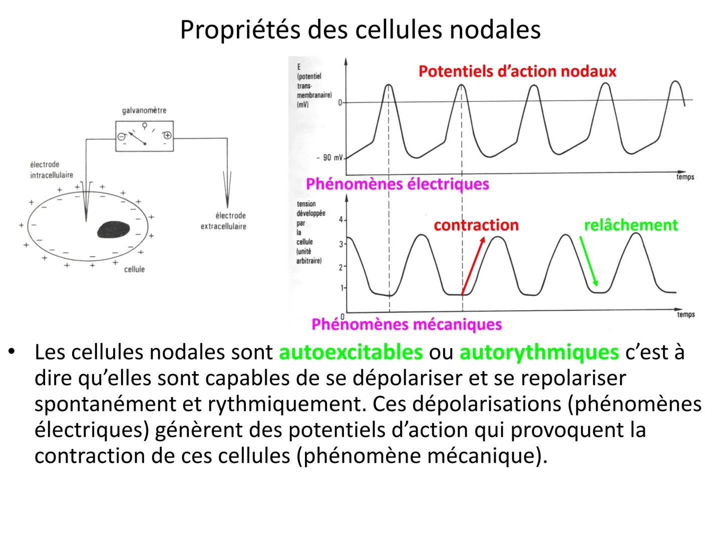 LE CŒUR ET LA CIRCULATION SANGUINE
CHAPITRE I: ORGANISATION GENERALE DU
SYSTEME CARDIO-VASCULAIRE
CHAPITRE II : FONCTIONNEMENT DU CŒUR.
CHAP