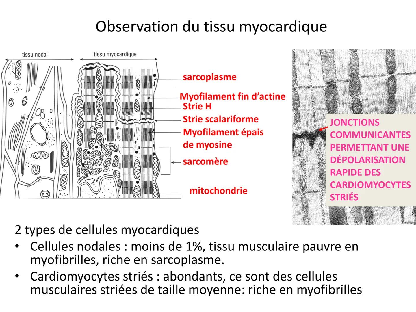 LE CŒUR ET LA CIRCULATION SANGUINE
CHAPITRE I: ORGANISATION GENERALE DU
SYSTEME CARDIO-VASCULAIRE
CHAPITRE II : FONCTIONNEMENT DU CŒUR.
CHAP