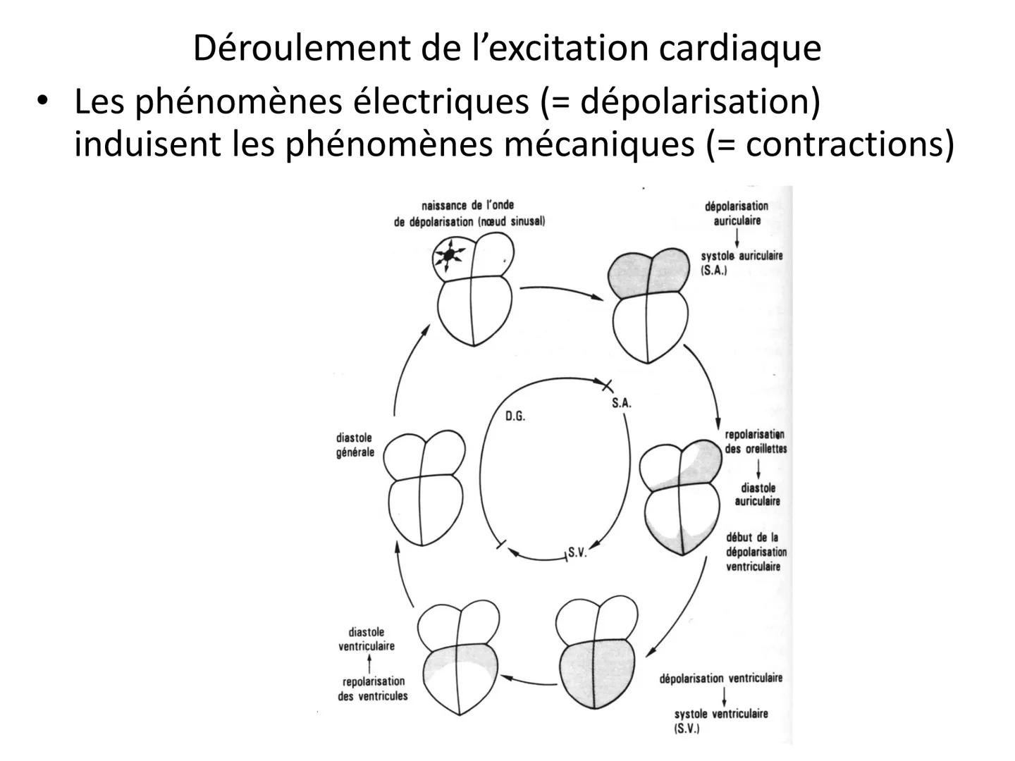 LE CŒUR ET LA CIRCULATION SANGUINE
CHAPITRE I: ORGANISATION GENERALE DU
SYSTEME CARDIO-VASCULAIRE
CHAPITRE II : FONCTIONNEMENT DU CŒUR.
CHAP