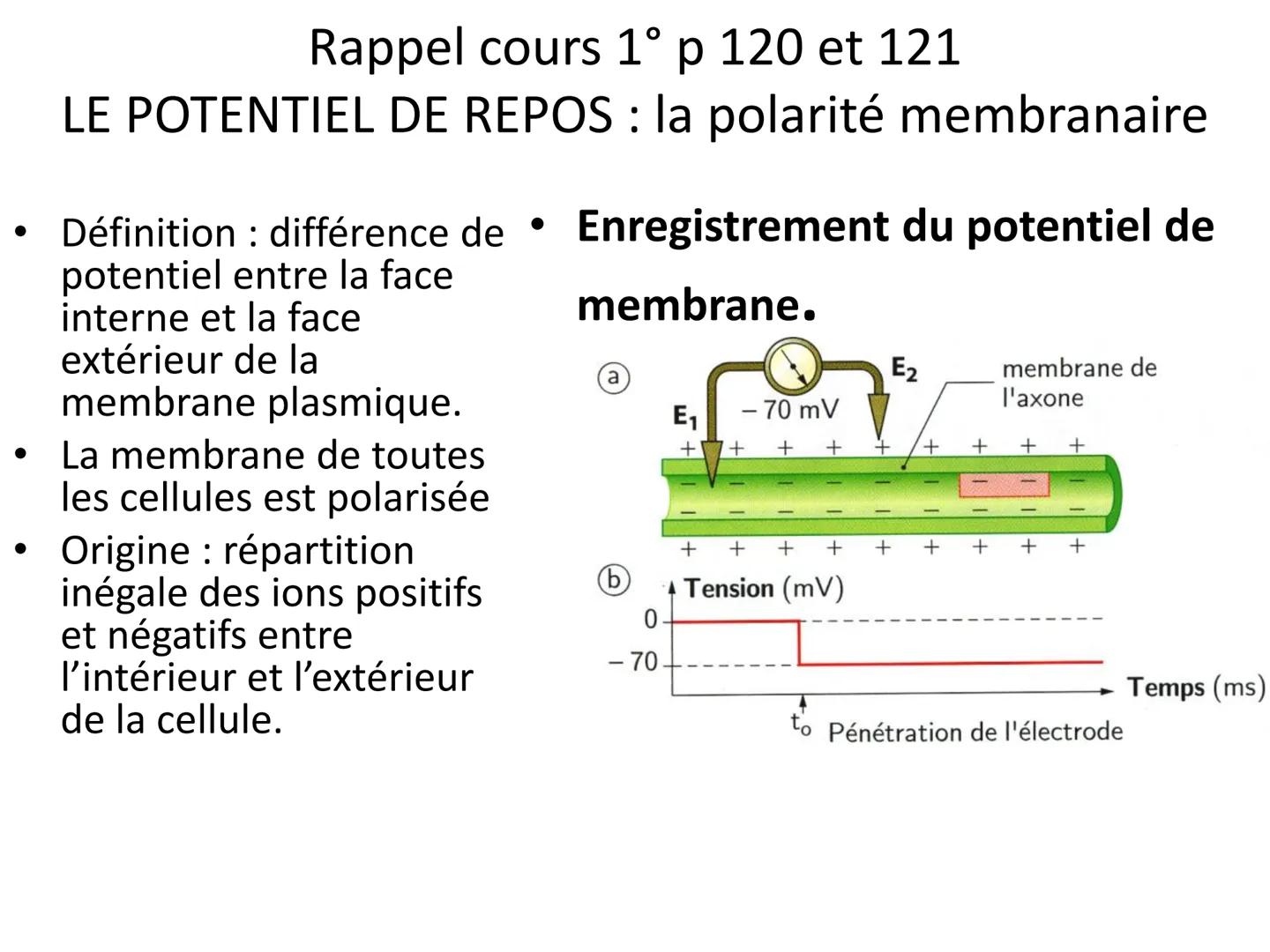 LE CŒUR ET LA CIRCULATION SANGUINE
CHAPITRE I: ORGANISATION GENERALE DU
SYSTEME CARDIO-VASCULAIRE
CHAPITRE II : FONCTIONNEMENT DU CŒUR.
CHAP