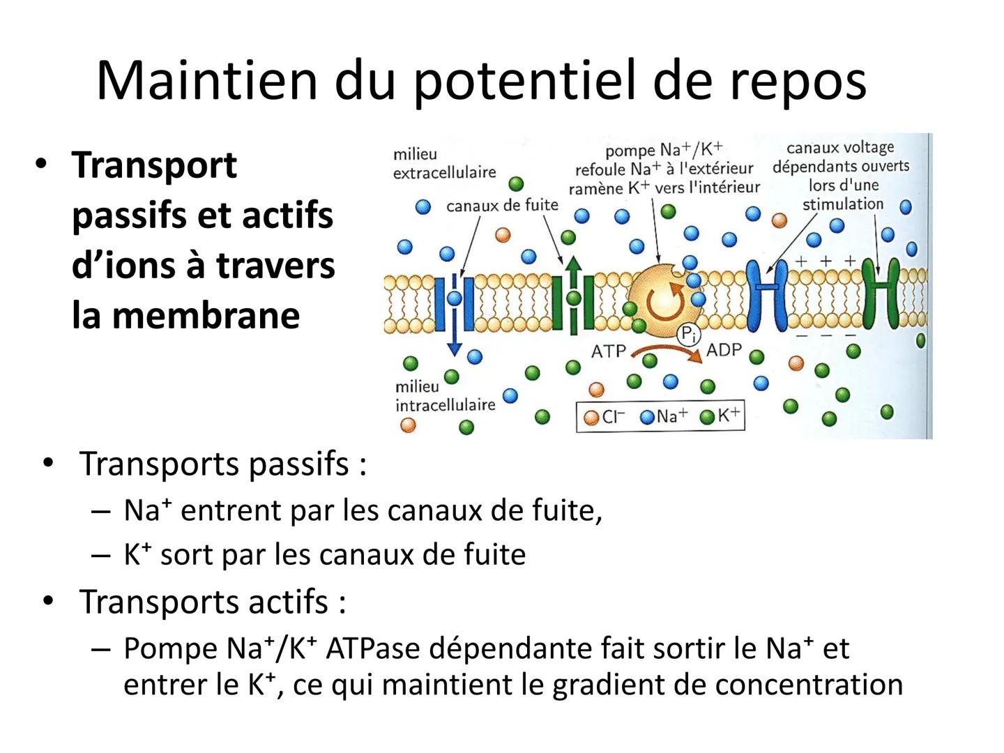 LE CŒUR ET LA CIRCULATION SANGUINE
CHAPITRE I: ORGANISATION GENERALE DU
SYSTEME CARDIO-VASCULAIRE
CHAPITRE II : FONCTIONNEMENT DU CŒUR.
CHAP