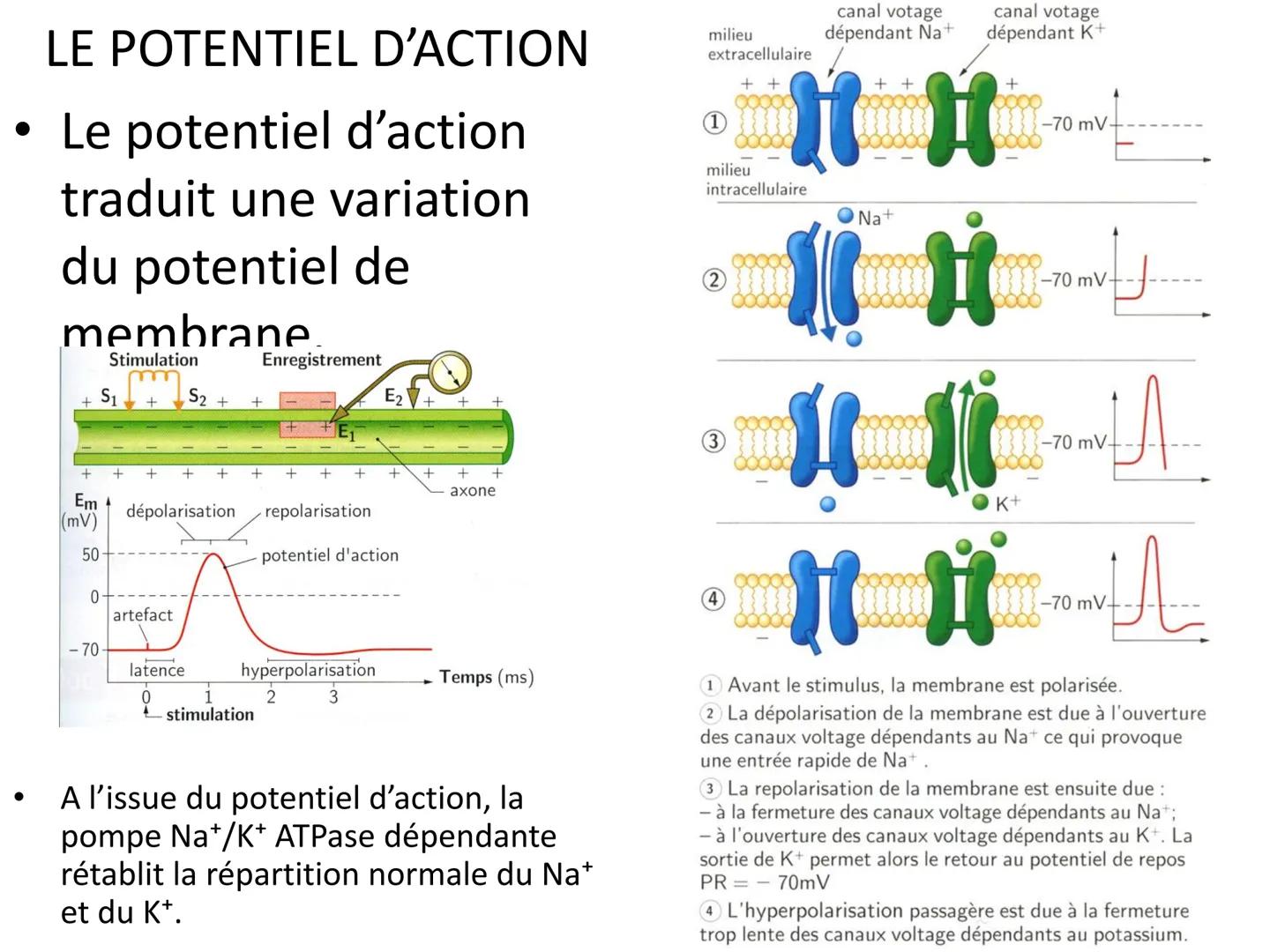 LE CŒUR ET LA CIRCULATION SANGUINE
CHAPITRE I: ORGANISATION GENERALE DU
SYSTEME CARDIO-VASCULAIRE
CHAPITRE II : FONCTIONNEMENT DU CŒUR.
CHAP