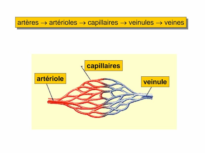 LE CŒUR ET LA CIRCULATION SANGUINE
CHAPITRE I: ORGANISATION GENERALE DU
SYSTEME CARDIO-VASCULAIRE
CHAPITRE II : FONCTIONNEMENT DU CŒUR.
CHAP