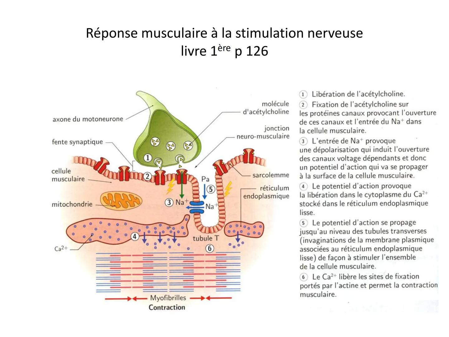 LE CŒUR ET LA CIRCULATION SANGUINE
CHAPITRE I: ORGANISATION GENERALE DU
SYSTEME CARDIO-VASCULAIRE
CHAPITRE II : FONCTIONNEMENT DU CŒUR.
CHAP