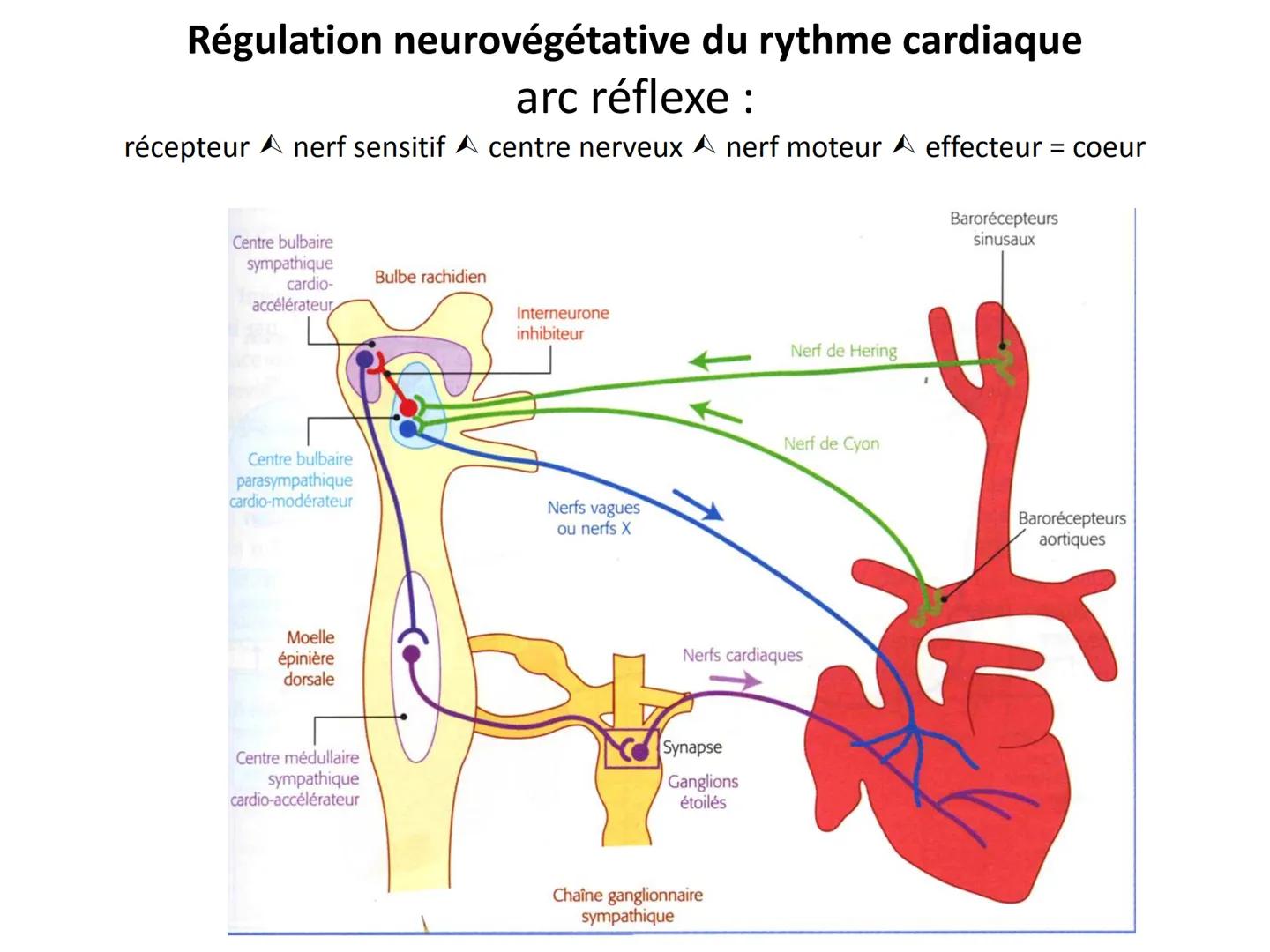 LE CŒUR ET LA CIRCULATION SANGUINE
CHAPITRE I: ORGANISATION GENERALE DU
SYSTEME CARDIO-VASCULAIRE
CHAPITRE II : FONCTIONNEMENT DU CŒUR.
CHAP