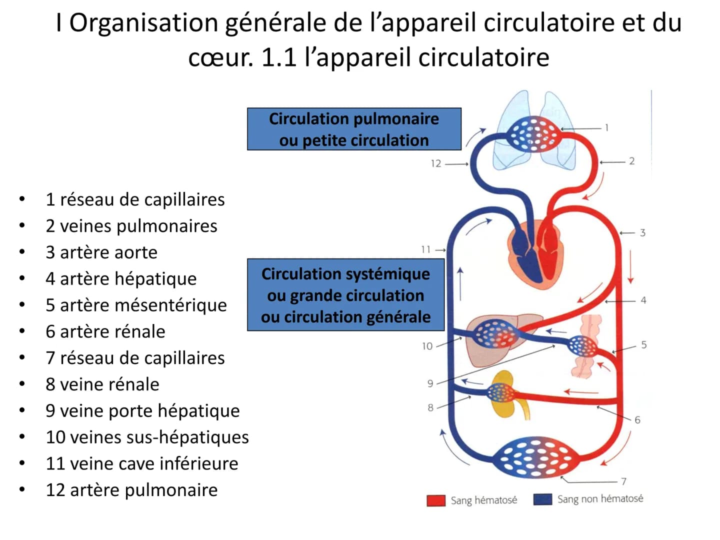 LE CŒUR ET LA CIRCULATION SANGUINE
CHAPITRE I: ORGANISATION GENERALE DU
SYSTEME CARDIO-VASCULAIRE
CHAPITRE II : FONCTIONNEMENT DU CŒUR.
CHAP