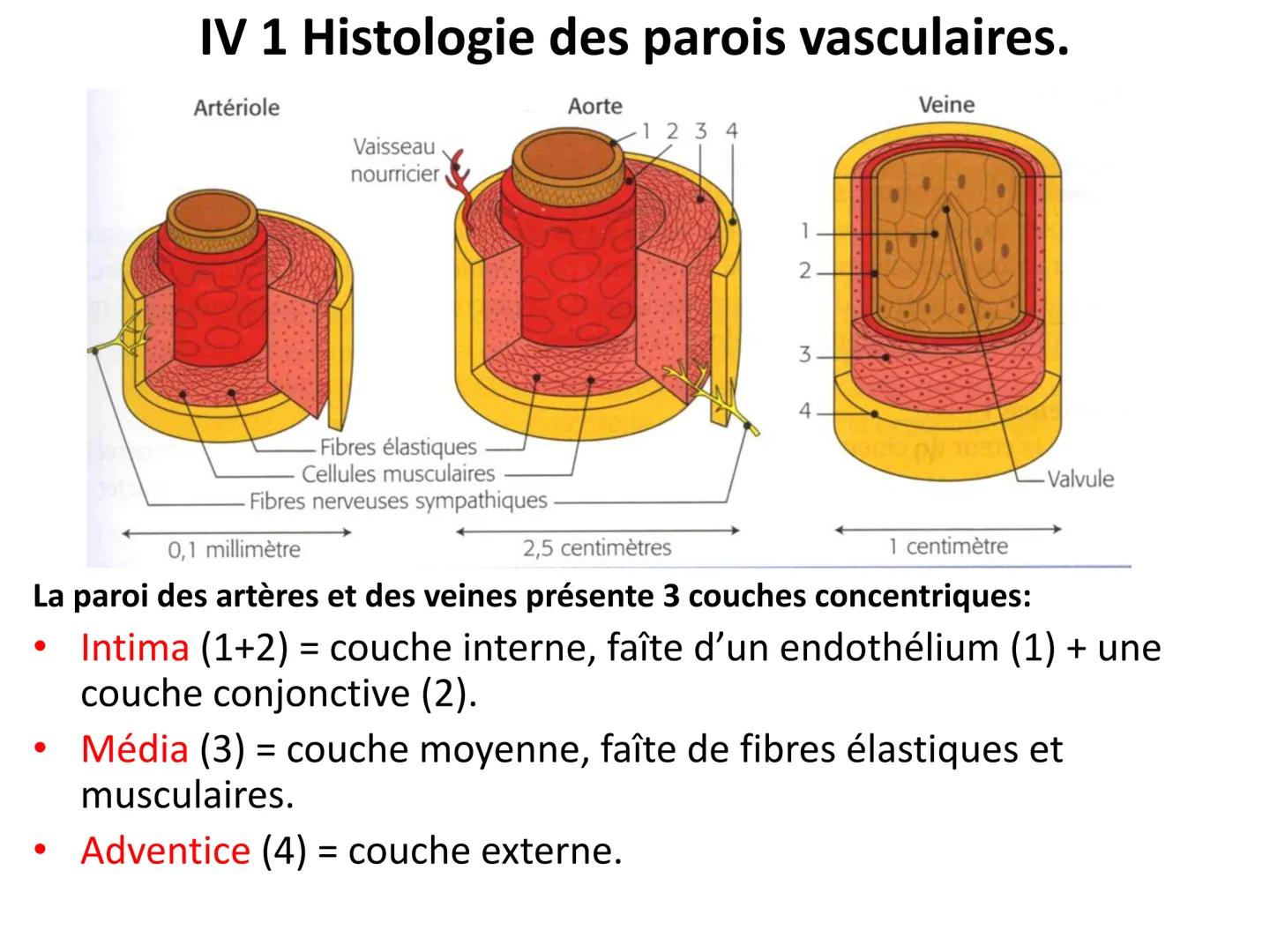 LE CŒUR ET LA CIRCULATION SANGUINE
CHAPITRE I: ORGANISATION GENERALE DU
SYSTEME CARDIO-VASCULAIRE
CHAPITRE II : FONCTIONNEMENT DU CŒUR.
CHAP