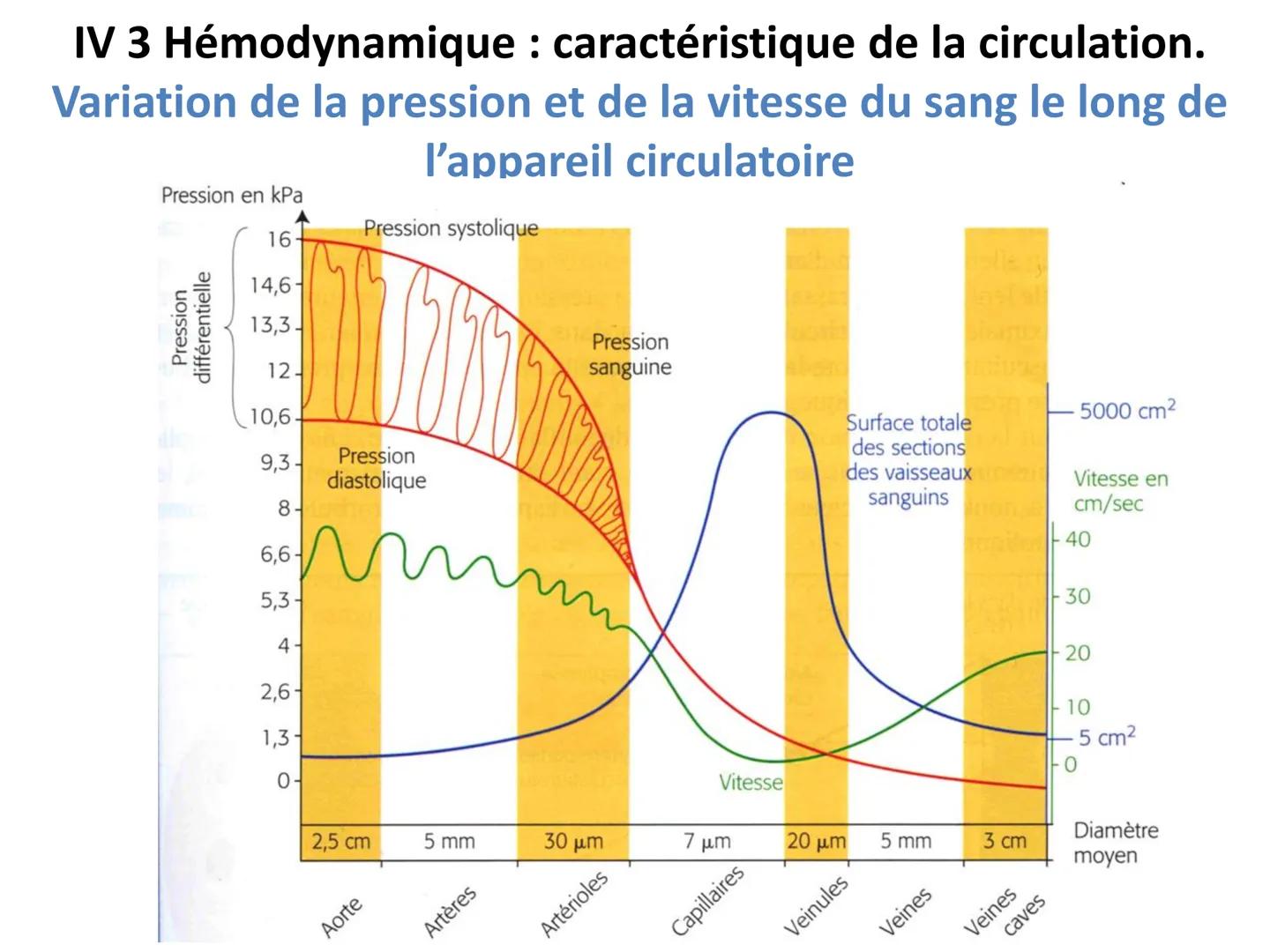 LE CŒUR ET LA CIRCULATION SANGUINE
CHAPITRE I: ORGANISATION GENERALE DU
SYSTEME CARDIO-VASCULAIRE
CHAPITRE II : FONCTIONNEMENT DU CŒUR.
CHAP