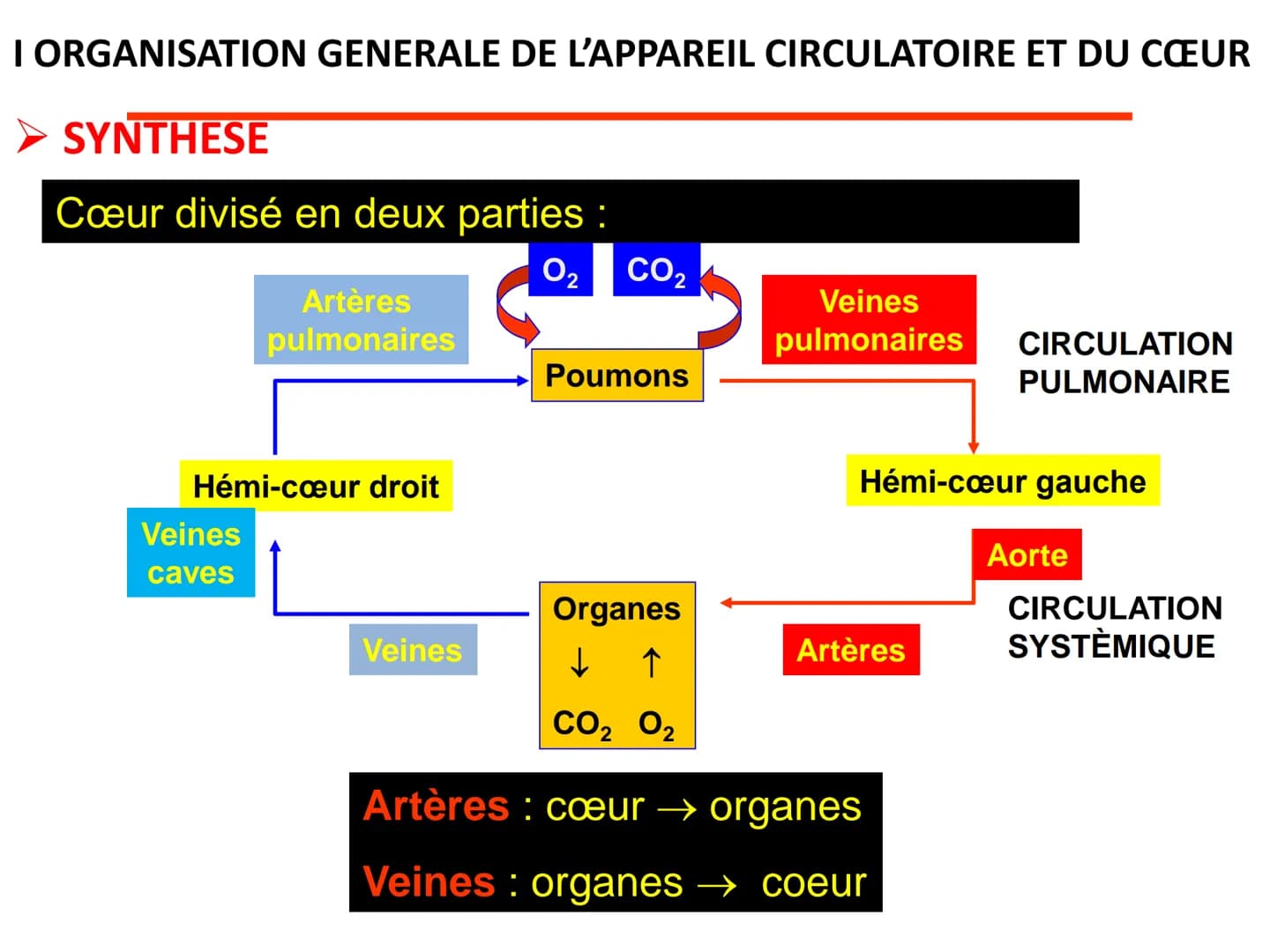 LE CŒUR ET LA CIRCULATION SANGUINE
CHAPITRE I: ORGANISATION GENERALE DU
SYSTEME CARDIO-VASCULAIRE
CHAPITRE II : FONCTIONNEMENT DU CŒUR.
CHAP