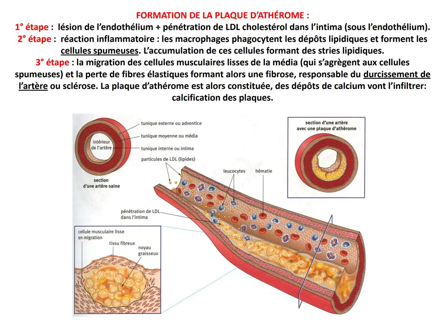 LE CŒUR ET LA CIRCULATION SANGUINE
CHAPITRE I: ORGANISATION GENERALE DU
SYSTEME CARDIO-VASCULAIRE
CHAPITRE II : FONCTIONNEMENT DU CŒUR.
CHAP