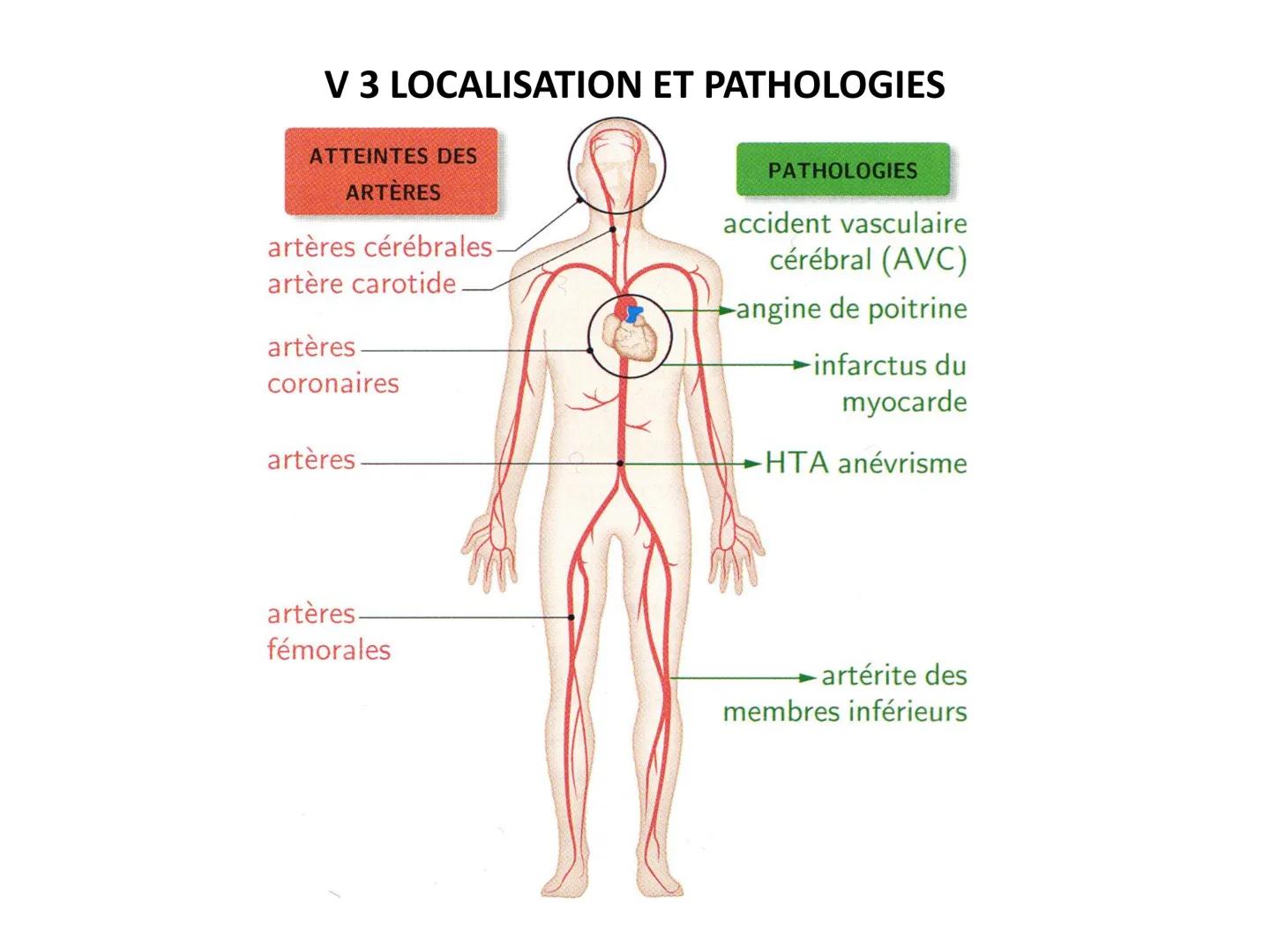 LE CŒUR ET LA CIRCULATION SANGUINE
CHAPITRE I: ORGANISATION GENERALE DU
SYSTEME CARDIO-VASCULAIRE
CHAPITRE II : FONCTIONNEMENT DU CŒUR.
CHAP