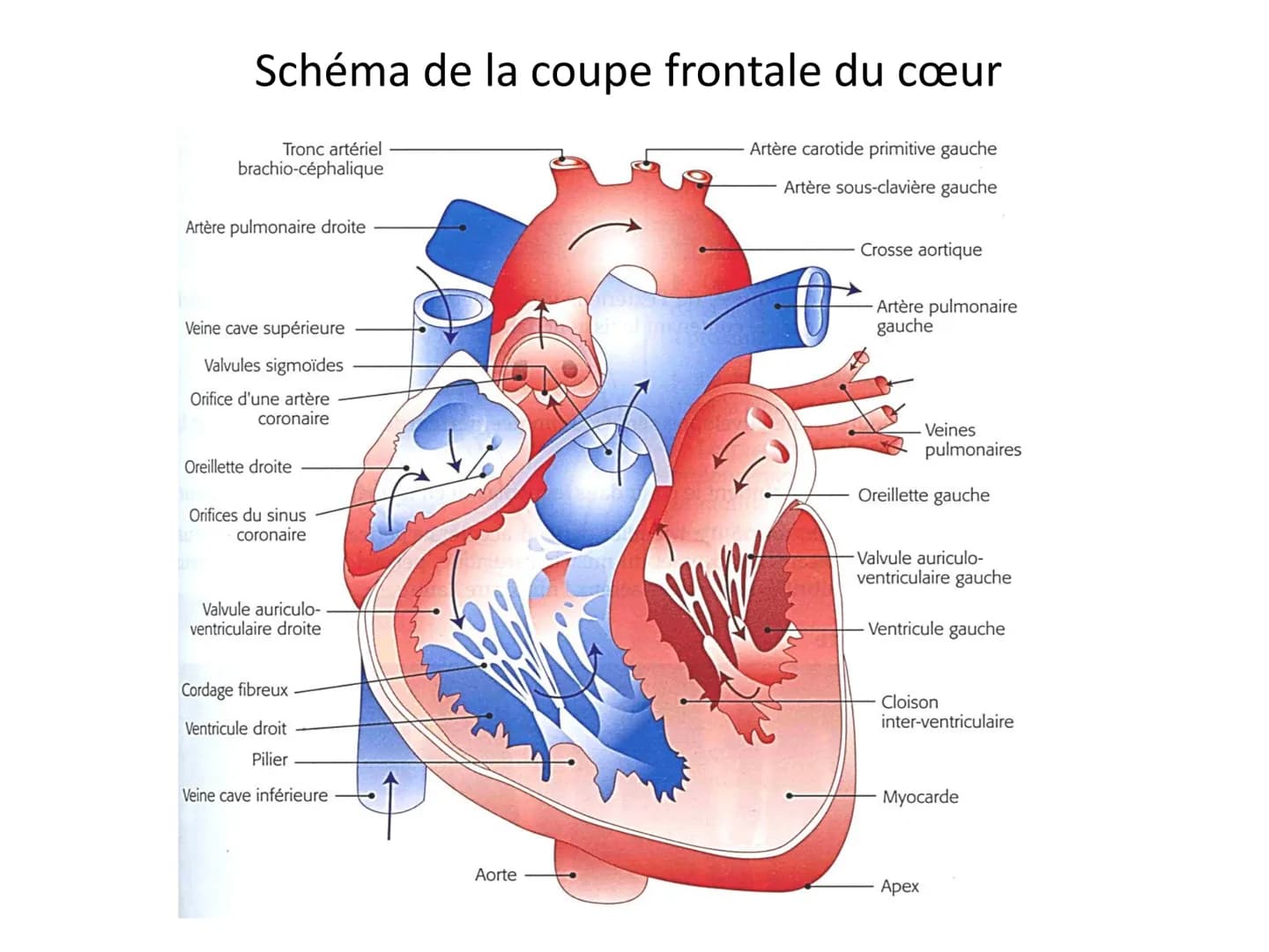 LE CŒUR ET LA CIRCULATION SANGUINE
CHAPITRE I: ORGANISATION GENERALE DU
SYSTEME CARDIO-VASCULAIRE
CHAPITRE II : FONCTIONNEMENT DU CŒUR.
CHAP