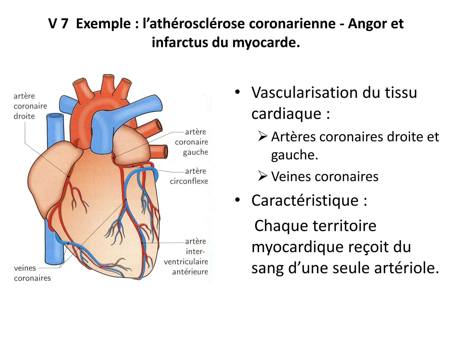 LE CŒUR ET LA CIRCULATION SANGUINE
CHAPITRE I: ORGANISATION GENERALE DU
SYSTEME CARDIO-VASCULAIRE
CHAPITRE II : FONCTIONNEMENT DU CŒUR.
CHAP