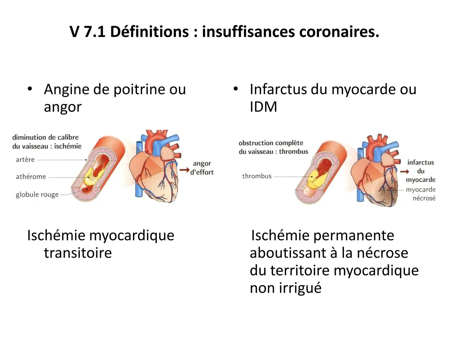 LE CŒUR ET LA CIRCULATION SANGUINE
CHAPITRE I: ORGANISATION GENERALE DU
SYSTEME CARDIO-VASCULAIRE
CHAPITRE II : FONCTIONNEMENT DU CŒUR.
CHAP