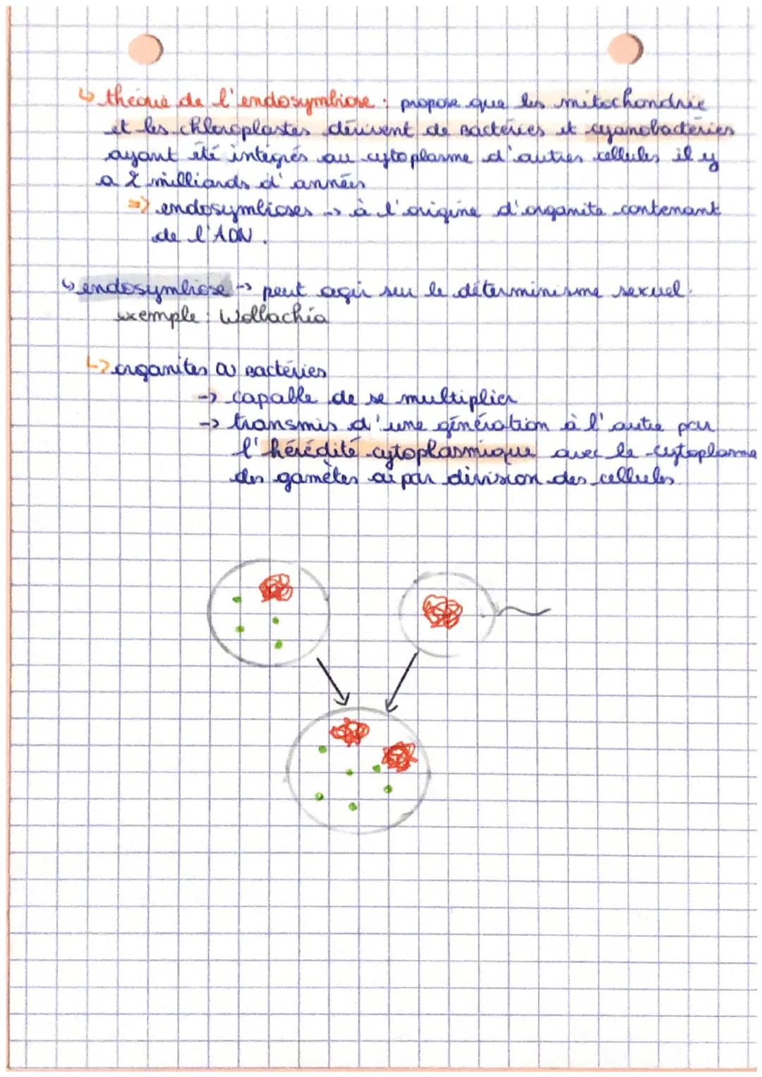 La complexification des genomes:
transferts horizontaux et endosymbiose
transferts verticaux (de gènes)-> de génération en génération,
por m