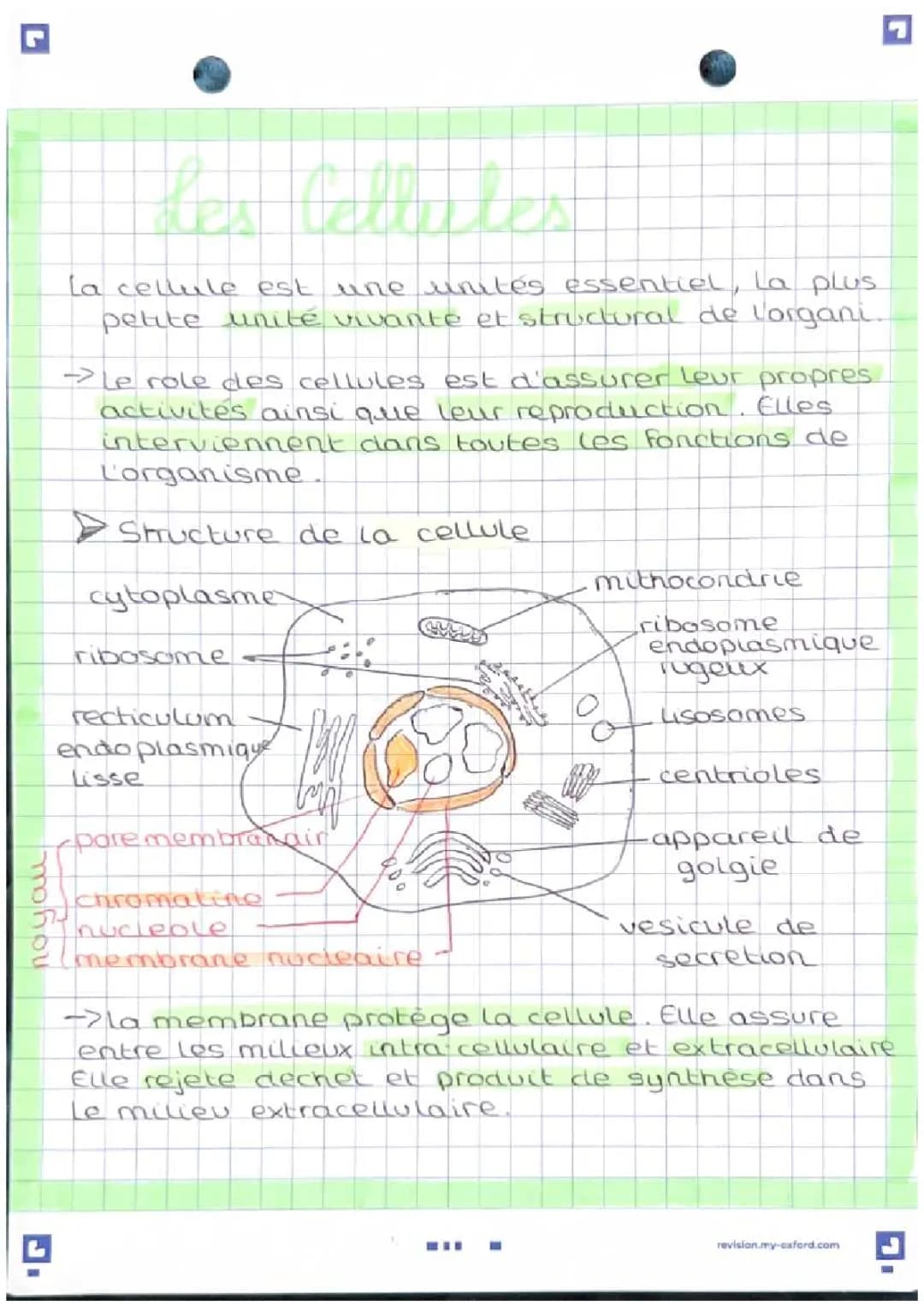 cellules et tissus 