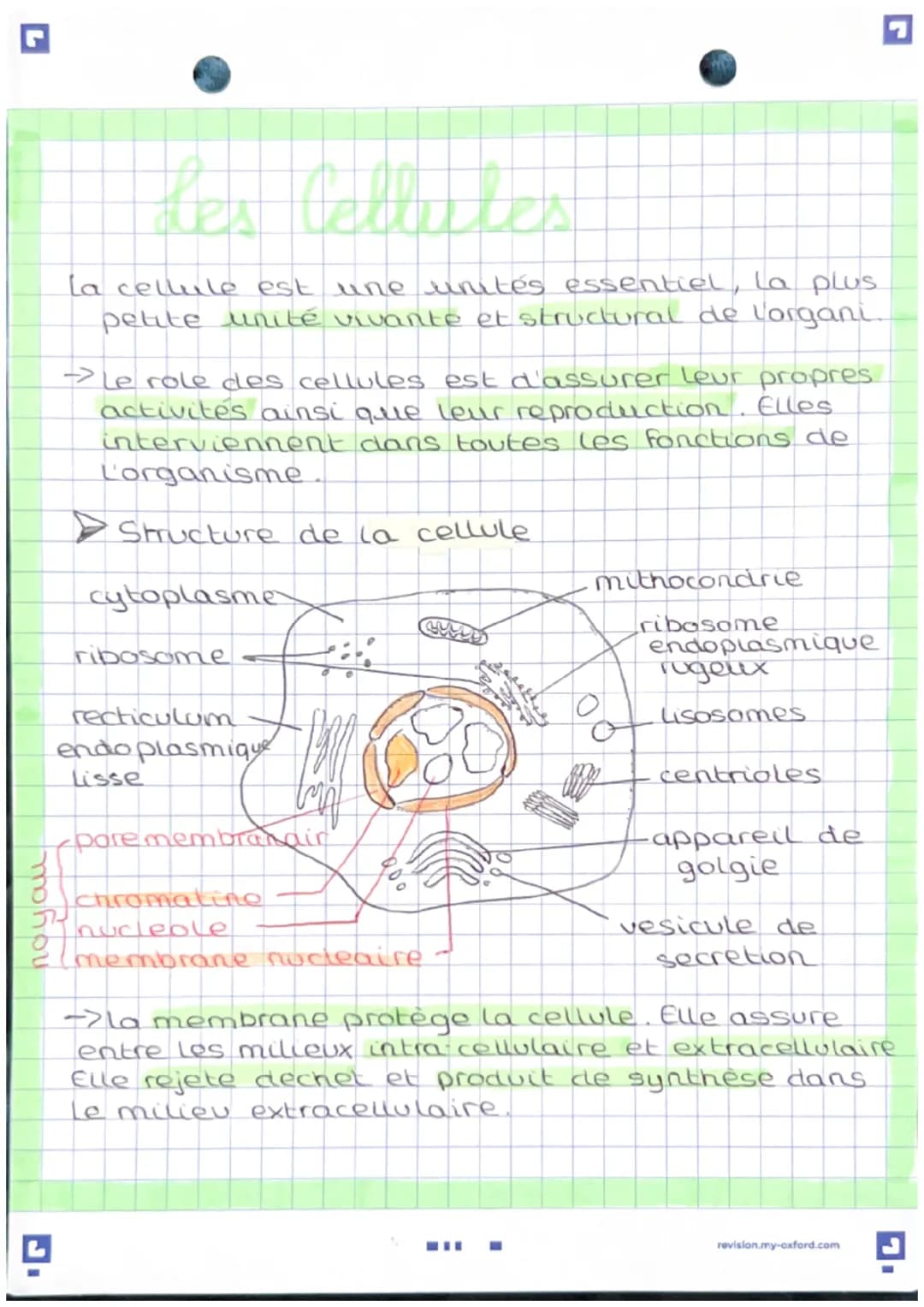 des Cellures
La cellule est une unités essentiel, la plus.
petite unité vivante et structural de l'organi.
→> Le role des cellules est d'ass