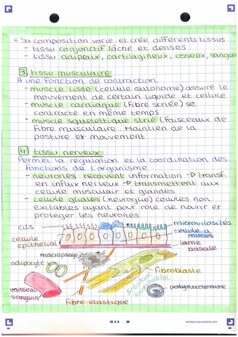 des Cellures
La cellule est une unités essentiel, la plus.
petite unité vivante et structural de l'organi.
→> Le role des cellules est d'ass