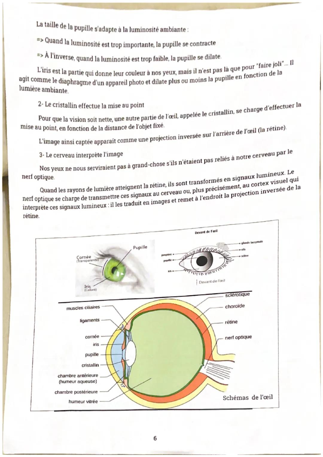 La taille de la pupille s'adapte à la luminosité ambiante:
=> Quand la luminosité est trop importante, la pupille se contracte
=> À l'invers