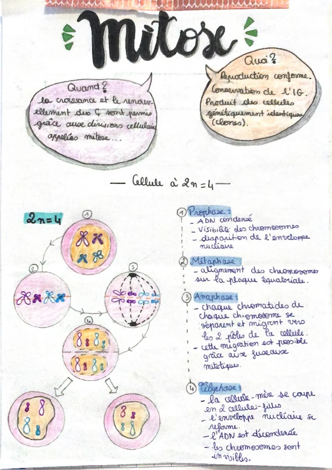 ►
Quand ?
la croissance et le renouv
ellement dis & sont permis
grâce ause divisions cellulains
aprelies mitese...
2n=4
mitox
B*R*
Xx
Quoi ?