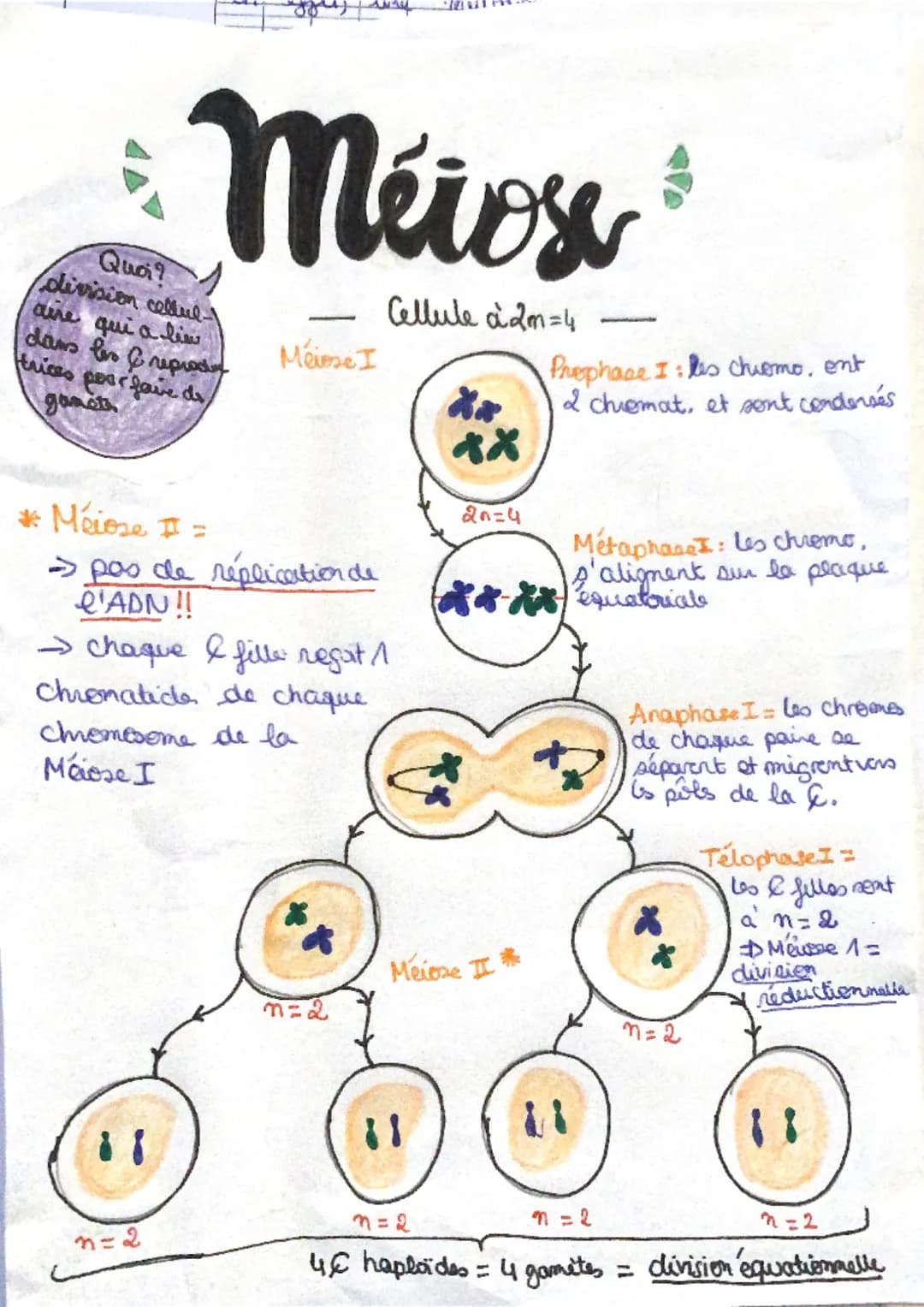 ►
Quand ?
la croissance et le renouv
ellement dis & sont permis
grâce ause divisions cellulains
aprelies mitese...
2n=4
mitox
B*R*
Xx
Quoi ?