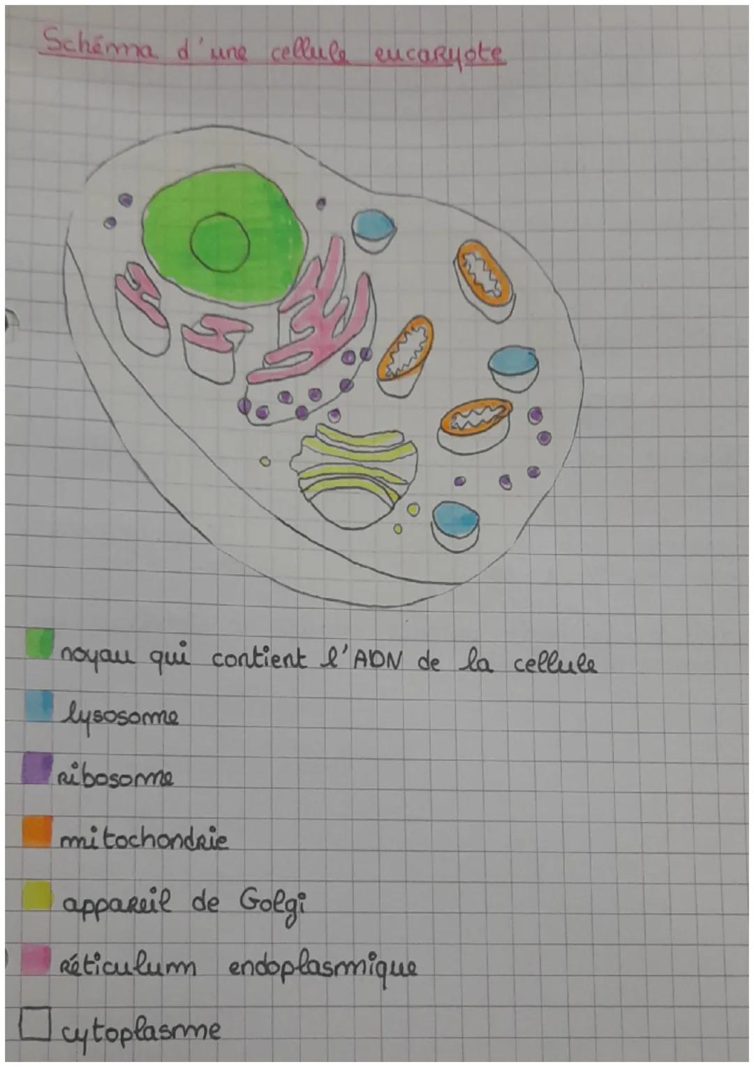 Schéma d'une cellule eucaryote

noyau qui contient l'ADN de la cellule

lysosome

Ribosome

mitochondrie

appareil de Golgi

réticulum endop