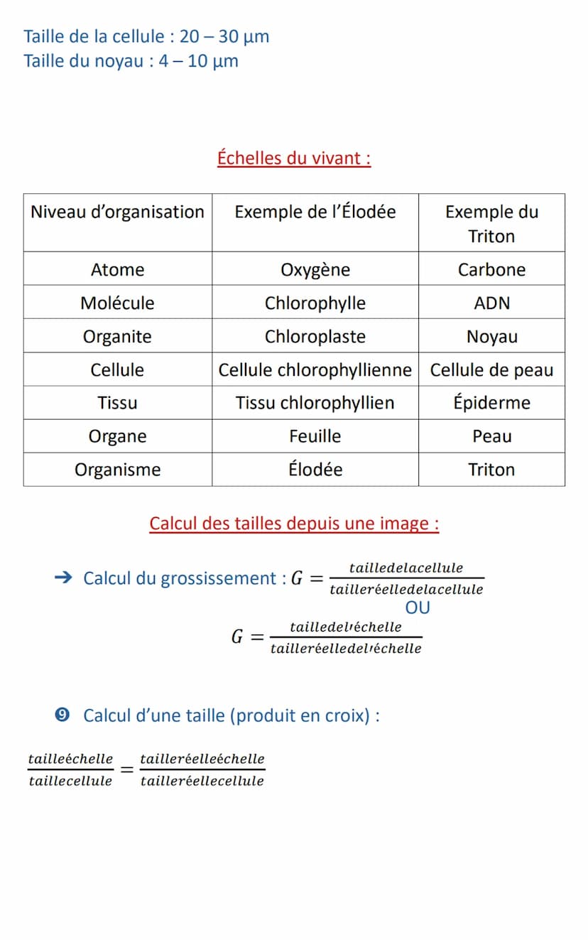 ES SVT T1-C3-F1
Chapitre 1: Une structure complexe : la cellule vivante
Fiche 1 : La théorie cellulaire
De l'invention du microscope à la th