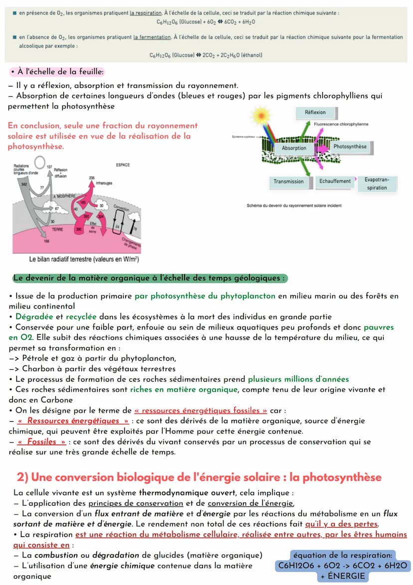 • La photosynthèse: réaction chimique qui se déroule chez les organismes vivants, dits « chlorophylliens »,
principalement les végétaux et c