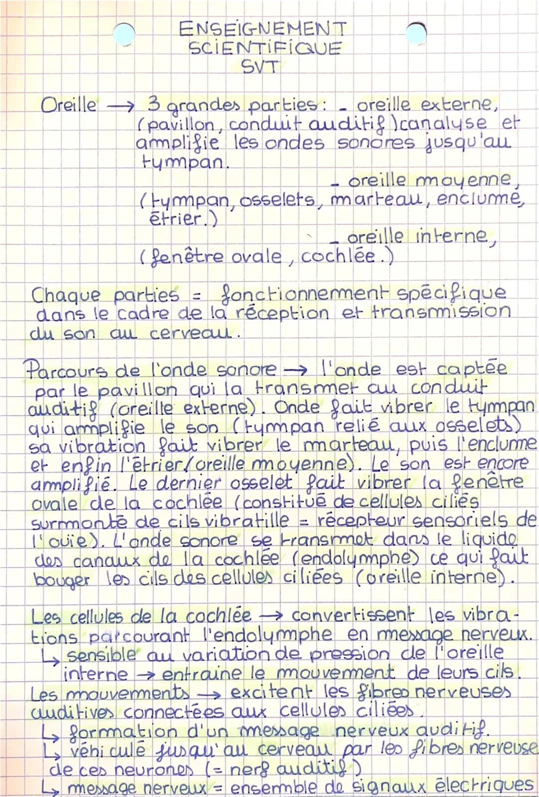 Schéma du Trajet du Son dans l'Oreille - Perception et Audition