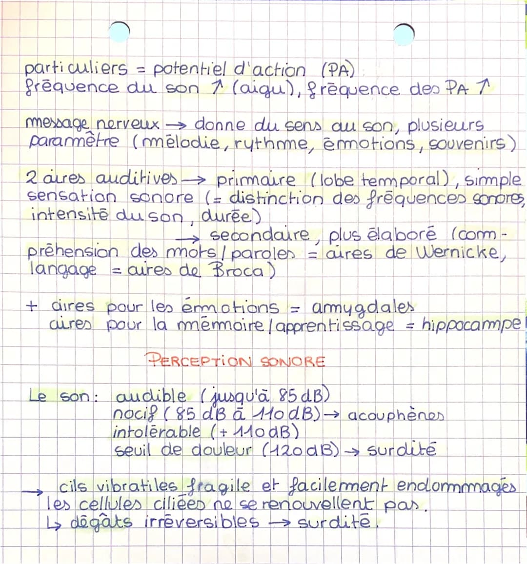 C
ENSEIGNEMENT
SCIENTIFIQUE
SVT
C
Oreille 3 grandes parties: oreille externe,
(pavillon, conduit auditif canalyse et
amplifie les ondes sono