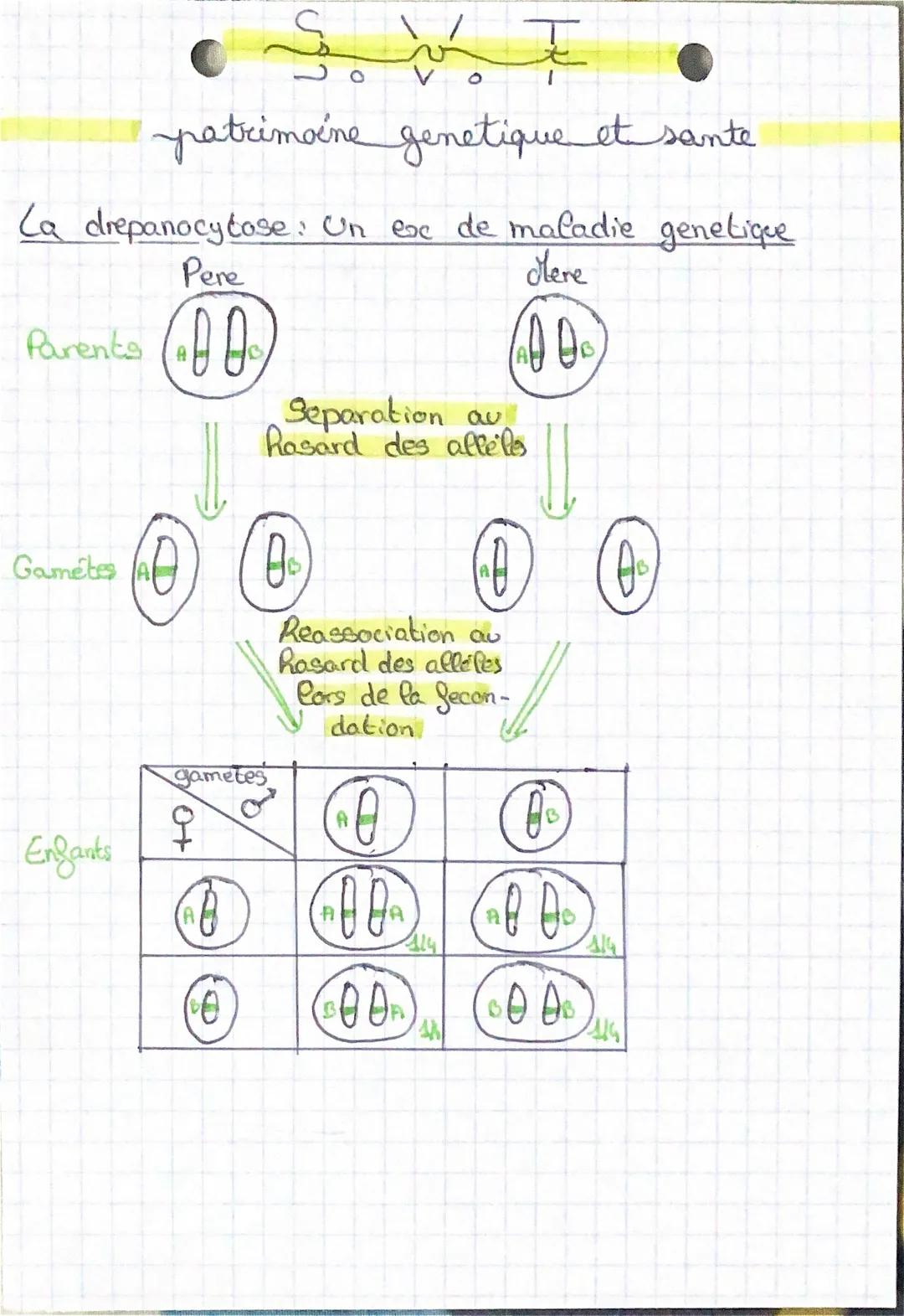 0
patrimoine genetique et sante

La drepanocytose: Un esc de maladie genetique

Pere
Here
Parents

A

Gamétes A

Separation au
Rasard des al