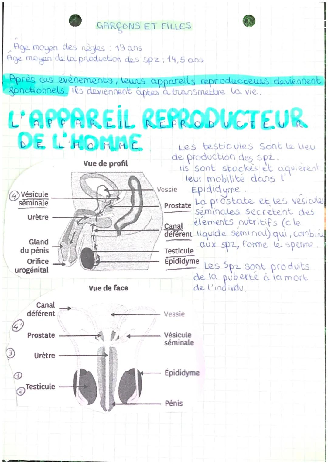 LA
REPROD
U
DST
CTION
I. De la naissance alla puberté : le passage de l'enfance à
L'âge aduite
En quoi un garçon et une fille sont-ils diffe