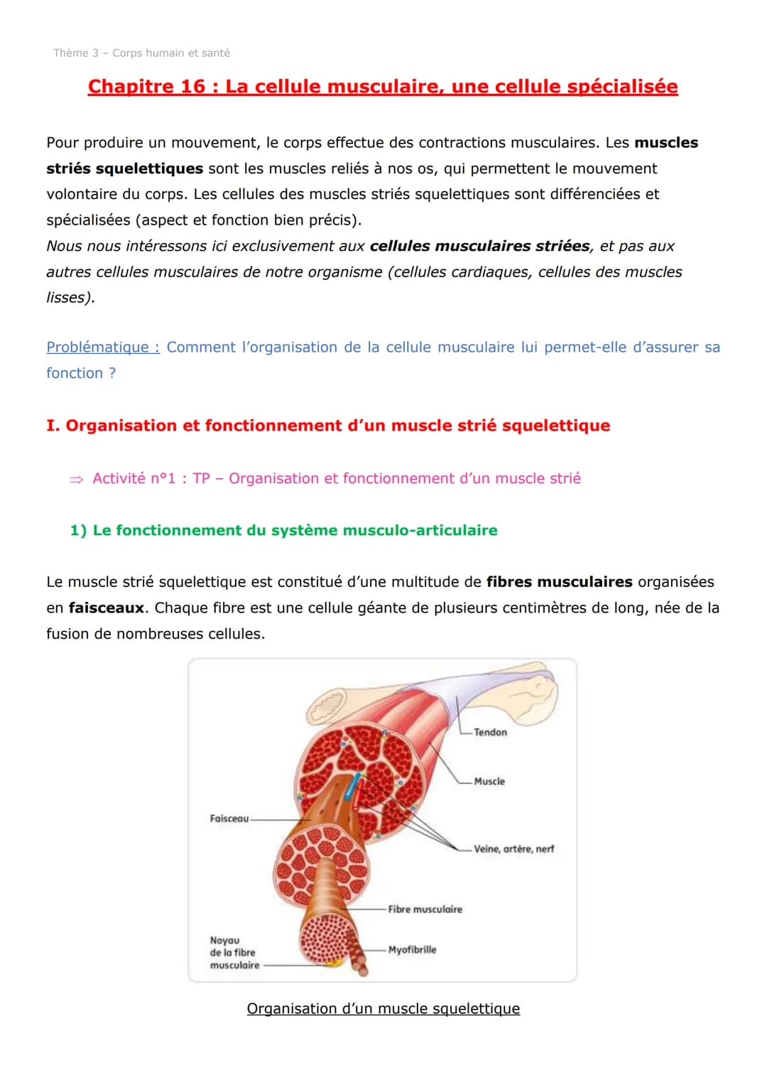 Thème 3 - Corps humain et santé
Chapitre 16 : La cellule musculaire, une cellule spécialisée
Pour produire un mouvement, le corps effectue d