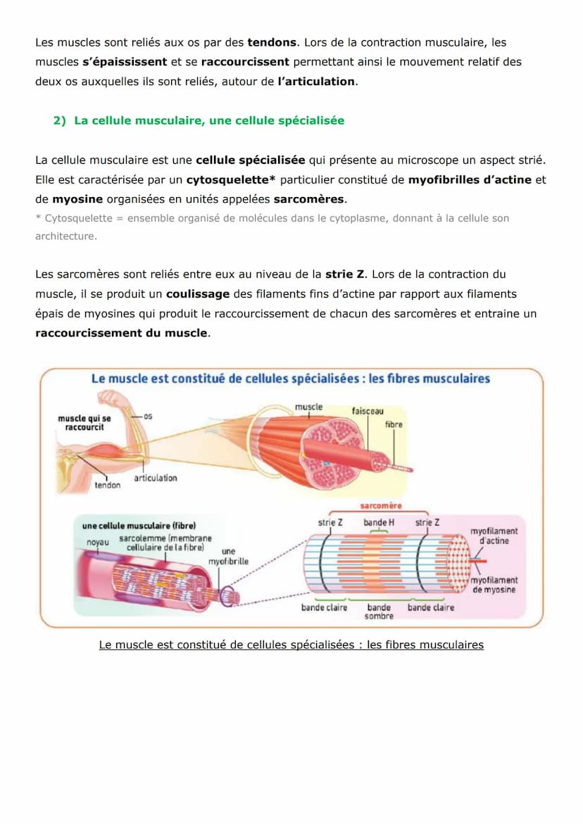 Thème 3 - Corps humain et santé
Chapitre 16 : La cellule musculaire, une cellule spécialisée
Pour produire un mouvement, le corps effectue d