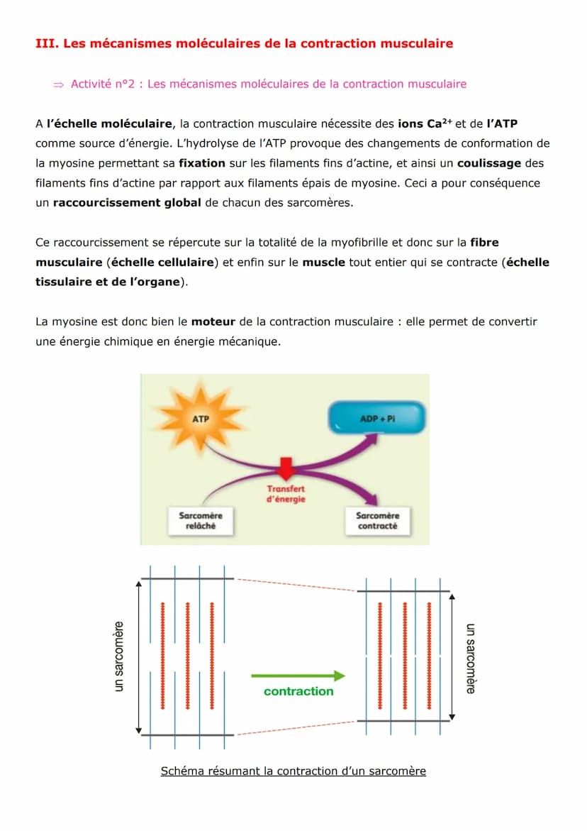 Thème 3 - Corps humain et santé
Chapitre 16 : La cellule musculaire, une cellule spécialisée
Pour produire un mouvement, le corps effectue d