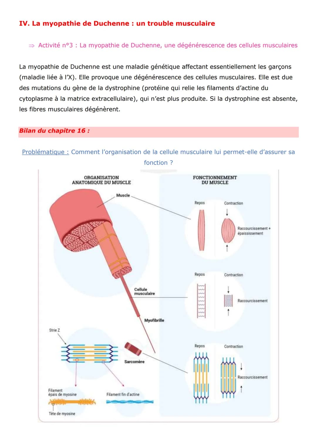Thème 3 - Corps humain et santé
Chapitre 16 : La cellule musculaire, une cellule spécialisée
Pour produire un mouvement, le corps effectue d