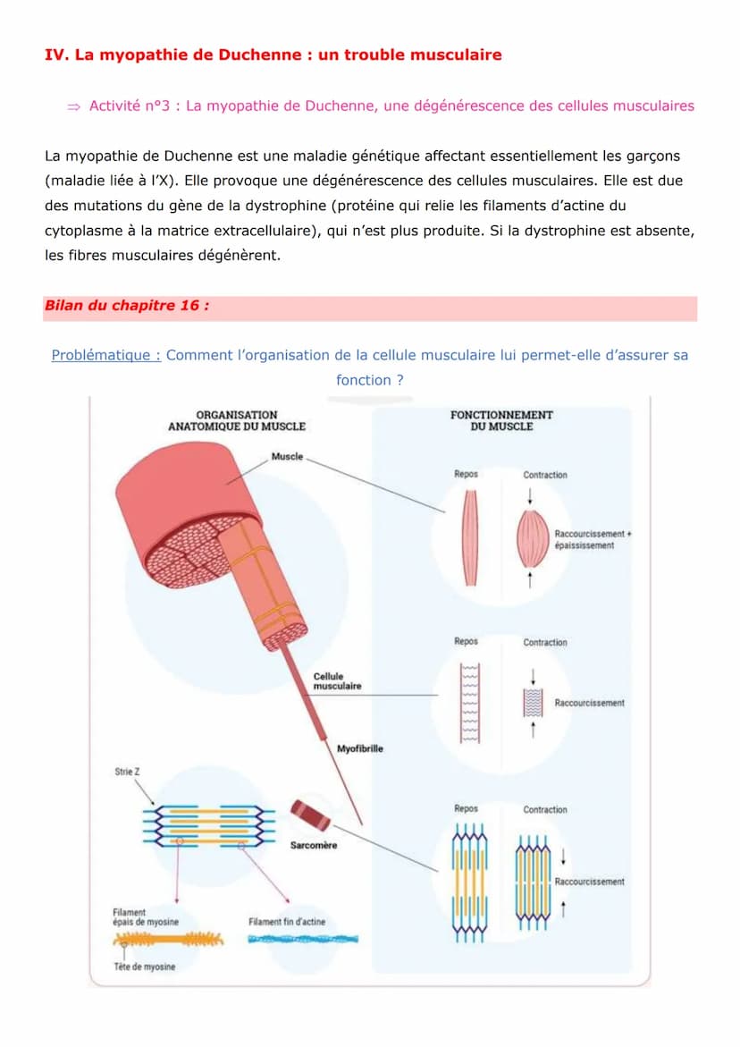 Thème 3 - Corps humain et santé
Chapitre 16 : La cellule musculaire, une cellule spécialisée
Pour produire un mouvement, le corps effectue d
