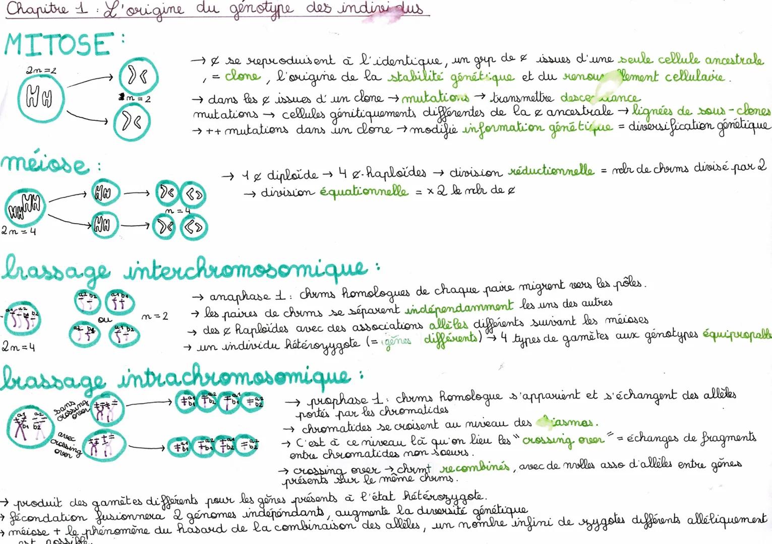 Chapitre 1: L'origine du genotype des individus
MITOSE:
2m=2
HH
2m = 2
méiose:
→ & se reproduisent à l'identique, un grup de & issues d'une 