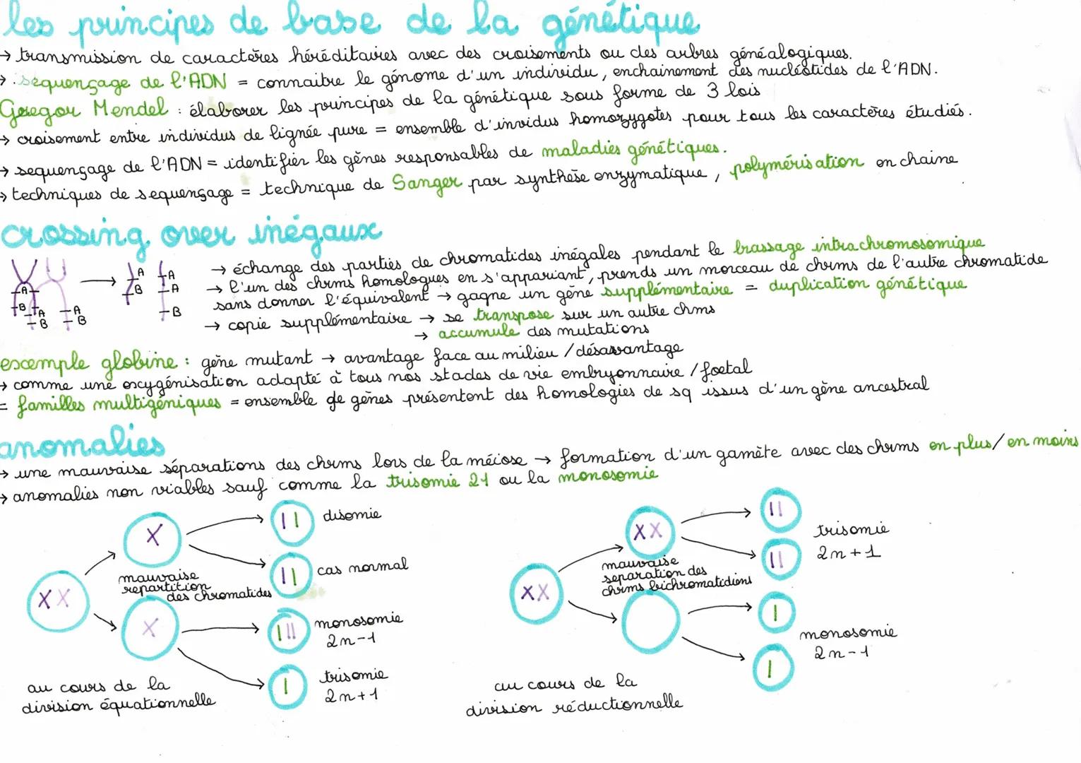 Chapitre 1: L'origine du genotype des individus
MITOSE:
2m=2
HH
2m = 2
méiose:
→ & se reproduisent à l'identique, un grup de & issues d'une 