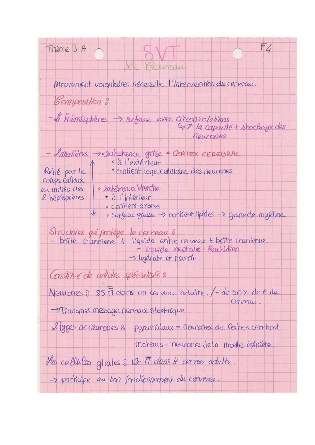 Thème B-A

SVT

Xe Cerveau

Mouvement volontaires nécessite l'intervention du cerveau.

Composition:

- Rémisphères surface avee circonvolut