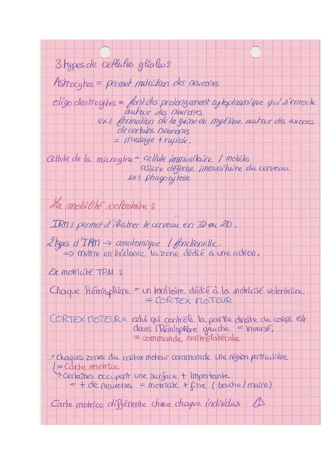 Thème B-A

SVT

Xe Cerveau

Mouvement volontaires nécessite l'intervention du cerveau.

Composition:

- Rémisphères surface avee circonvolut