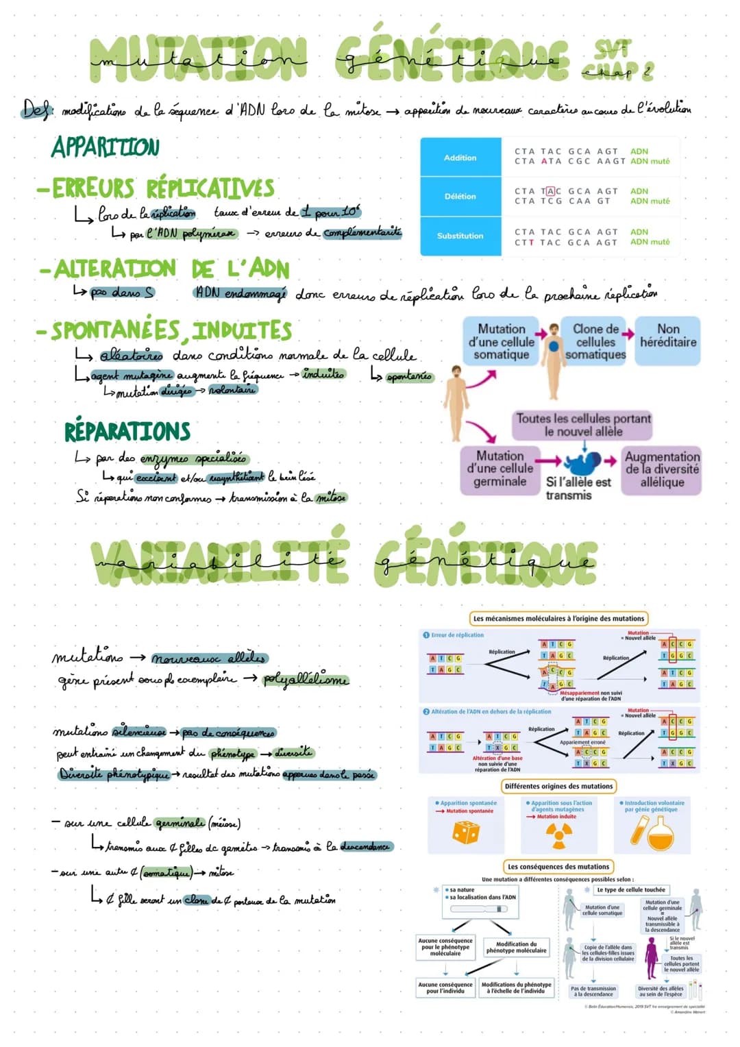 MUTATION GÉNÉTIQUE CHAPE
Def: modifications de la séquence d'ADN loro de la mitose → apparition de nouveaux caractères au cours de l'évoluti