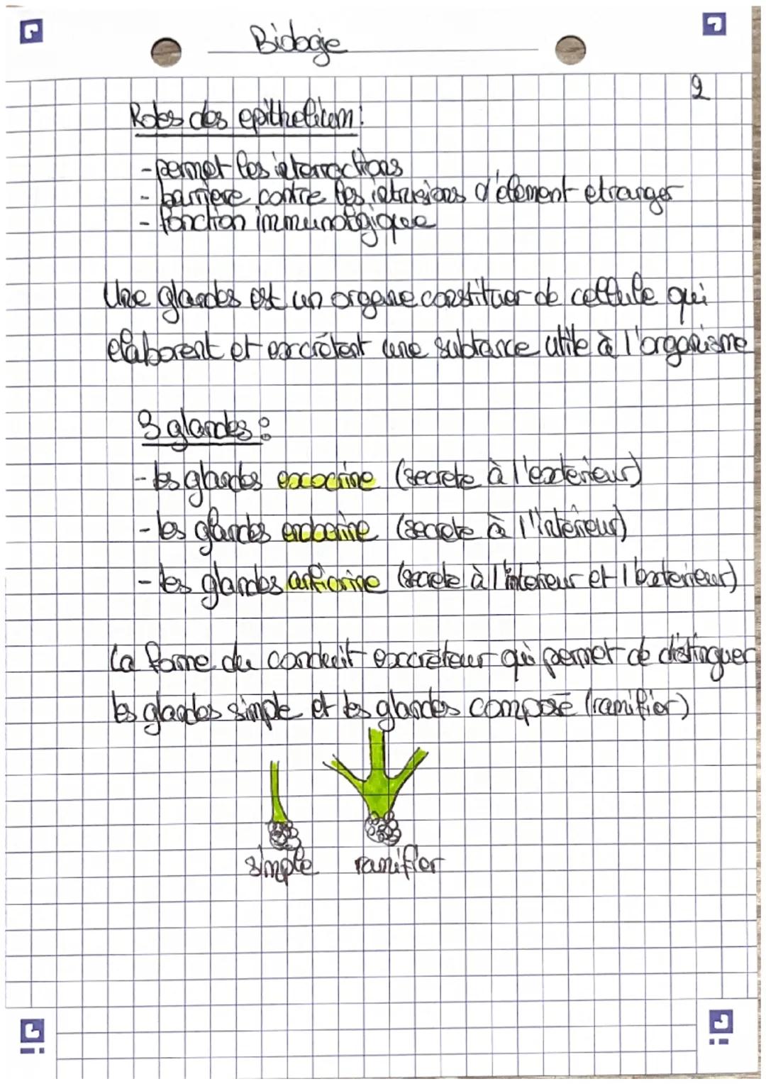 Di
Biobgje
Le frosu epithelial
les epitheliums de nevetement recouvre l'ensemble
l'ensemble du corps
H
of tapissent les carte de l'organisme