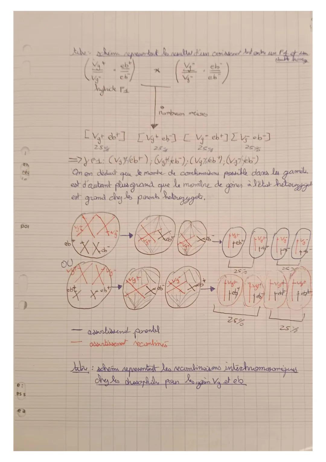 Thom 1 A
Genetique et évolution

L'origine du génotype des indindus

Chapitre 2: Le brassage des génormes à chaque generations:
La reproduct
