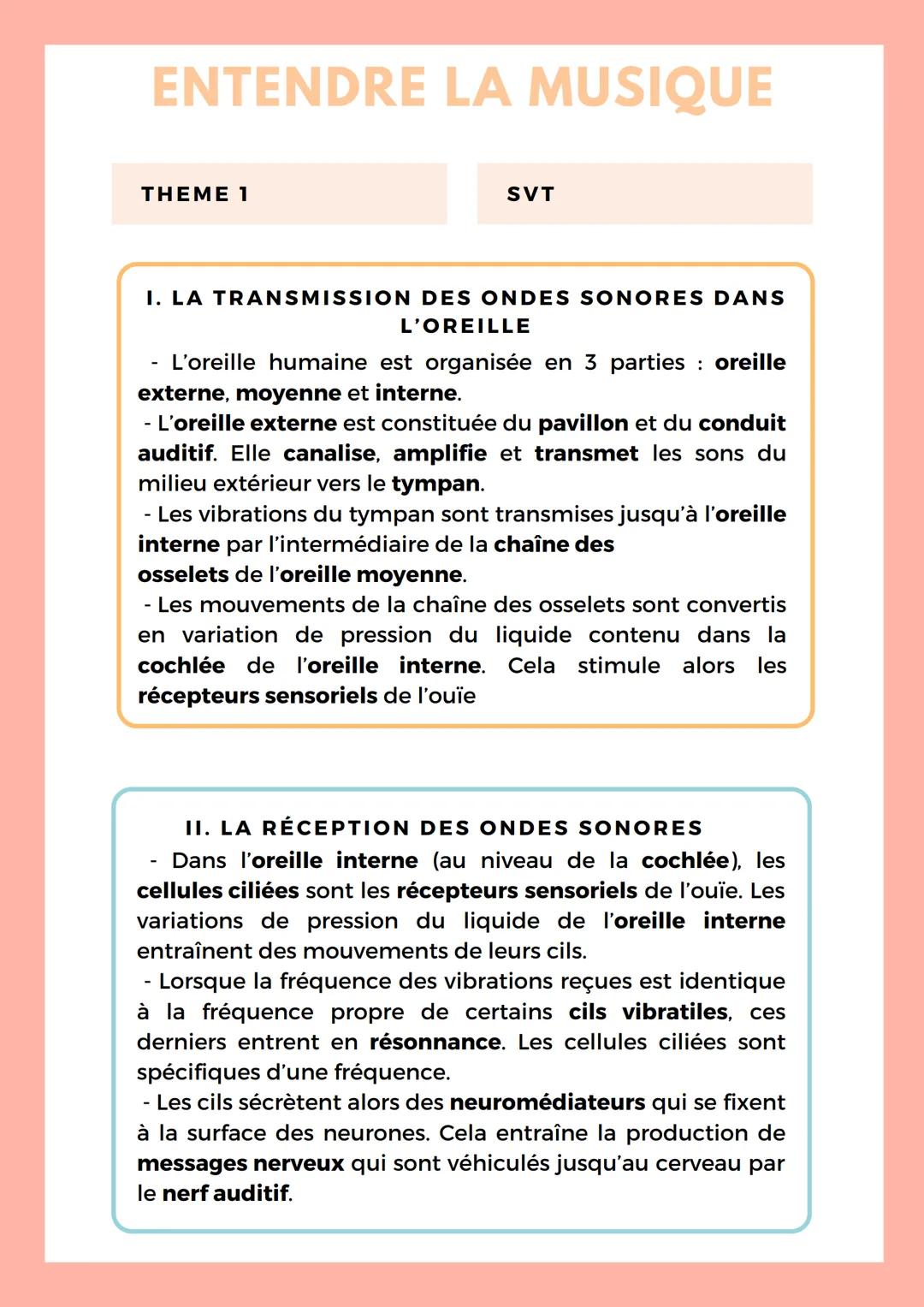 ENTENDRE LA MUSIQUE
THEME 1
SVT
I. LA TRANSMISSION DES ONDES SONORES DANS
L'OREILLE
L'oreille humaine est organisée en 3 parties : oreille
e