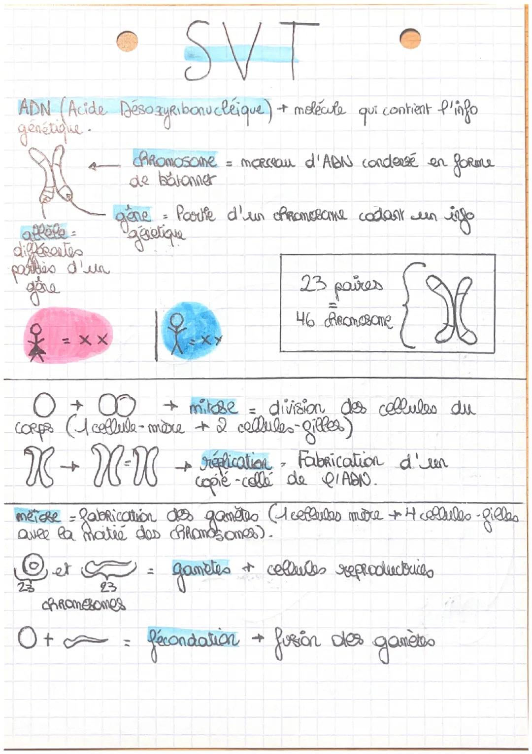 SVT —-> La Génétique 